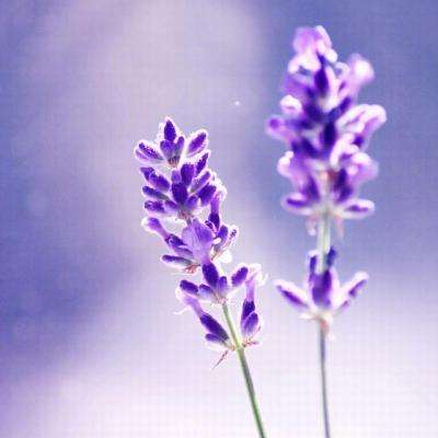 炼爱手游免费下载